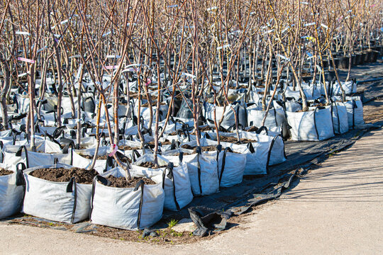 seedling of a young fruit tree in a plant nursery