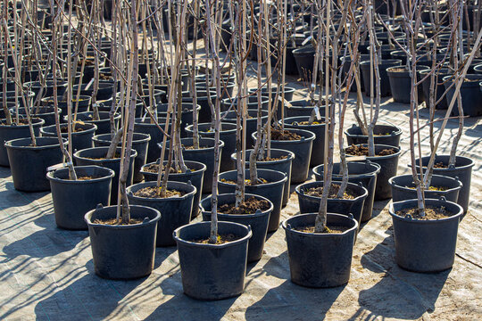 young fruit tree in a pot in a plant nursery