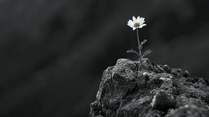A delicate flower boldly thrives on a harsh cliff, embodying resilience amidst isolation. - obrazy, fototapety, plakaty
