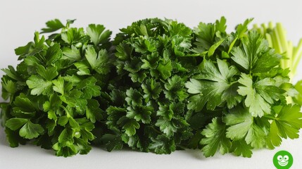 Obraz premium Fresh green cilantro and flat-leaf parsley, their leaves dewy and vibrant, carefully laid out on a white surface, their bright colors and fragrant aroma hinting at the fresh