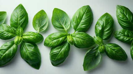 Fresh green basil leaves over a stark white canvas, their vibrant color and aromatic presence bringing a touch of freshness and Italian flair. 