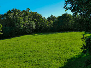 Obraz premium A picturesque green pasture field in summer with blue sky and forest line, generic landscape