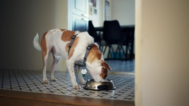 Jack Russell dog eating his food from a bowl.
