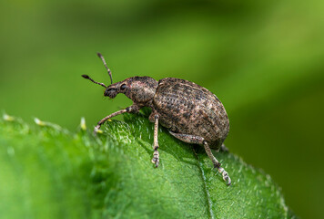 A small light brown weevil beetle crawls up the edge of a green leaf in a forest clearing on a cloudy summer day.