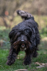 Black long haired bitch running.