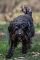 Black long haired bitch running.