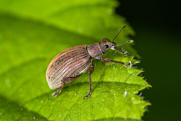 A light brown small beetle weevil sits on the edge of a green leaf.
