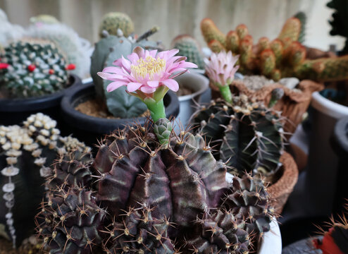 actus Gymnocalycium The pink flowers are in full bloom and the pollen buds can be seen emerging in sequence. In a pot placed on the table with other plants.