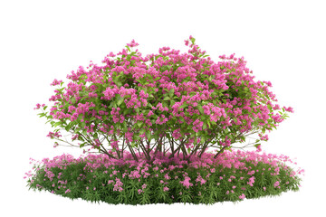 Fototapeta premium beautiful bush with pink flowers isolated on a transparent background