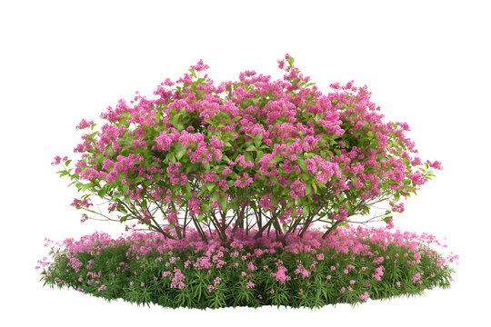 beautiful bush with pink flowers isolated on a transparent background