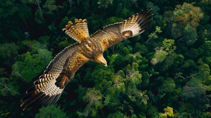 A Madagascar Harrier Hawk, a large bird, flies gracefully over a dense and vibrant green forest, showcasing its impressive wingspan and majestic presence in its natural habitat.