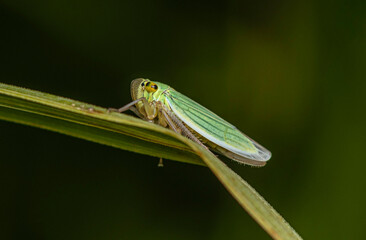 A small yellow-green leafhopper sits on a green stem in a thicket of grass on a cloudy summer day.