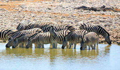panorama of a Herd of Zebra drinking - with one in the middle keeping watch with head up looking alert. Etosha National Park, Namibia
