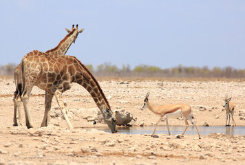 Two Giraffe drinking with an out of focus springbok walking in the foreground