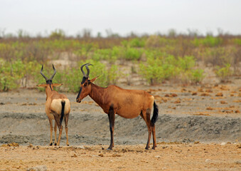 Red Hartebeest (Alcelaphus buselaphus caama) standing on the dry African savannah, with a natural green bush background. They have rounded horns and bright reddy/brown fur.