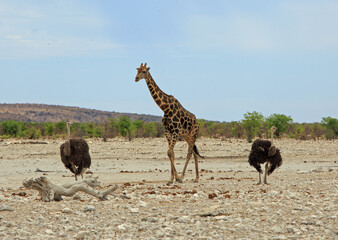 Giraffe flanked by an ostrich on either side while walking on the African plains