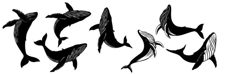 whale vector