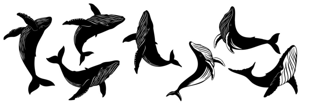 whale vector