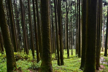 Himalayan pine forest at Darjeeling