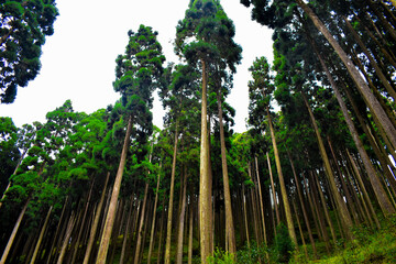 Fototapeta premium Pine forest in Darjeeling 