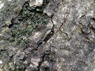 The texture of an old tree trunk with some cracks in the bark