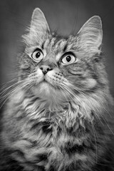 Naklejka na ściany i meble A long-haired cat in close-up on the eyes, observes.