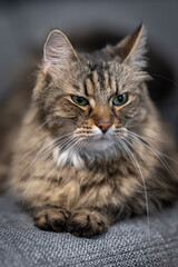 A long-haired cat is resting and lying down.