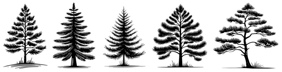 coniferous trees in natural woodland setting vector illustration silhouette for laser cutting cnc, engraving, decorative clipart, black shape outline - obrazy, fototapety, plakaty
