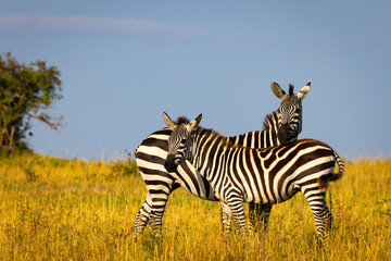 Fototapeta na wymiar Zebras in the Serengeti 
