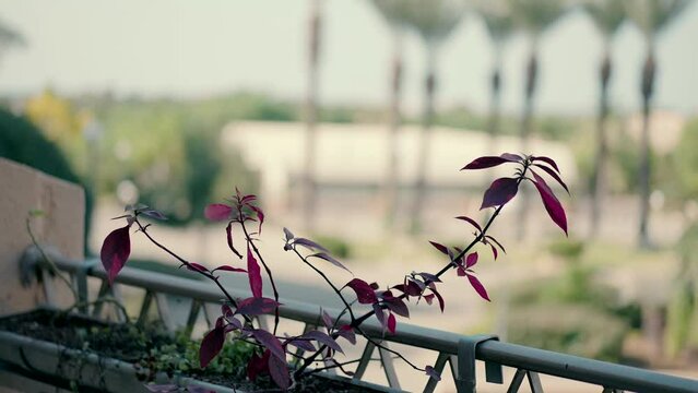 Flowers on the balcony with a view of the palm trees. High quality FullHD footage