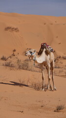 Dromedary camel (Camelus dromedarius) on a camel trek wearing a saddle in the Sahara Desert,...