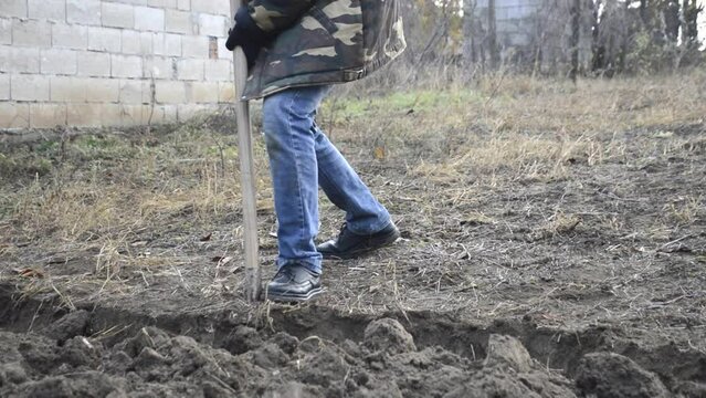 a man digs up soil with a shovel in the garden after harvesting. preparing the land for winter rest. loosening and enriching the earth with oxygen and moisture. manual labor in agriculture.