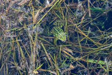 Frog's aquatic realm. A close up perspective. Green , camouflage amphibian. 	