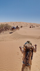 Bedouin leading a dromedary camel (Camelus dromedarius) on a camel trek in the Sahara Desert,...