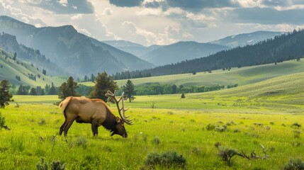 An American elk is peacefully grazing in a field, with majestic mountains towering in the...