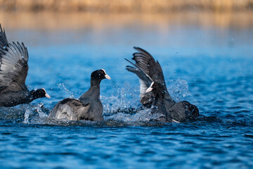 Coot ducks fighting for turf