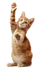 Obraz premium Playful Cat Giving High Five, Isolation on Transparency 