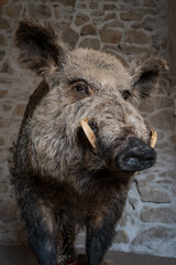 Stuffed wild boar in portrait detail.