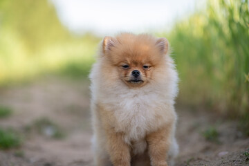 Portrait of a beautiful purebred spitz in a summer park.