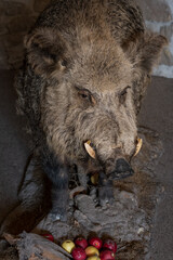 Stuffed wild boar with apples.