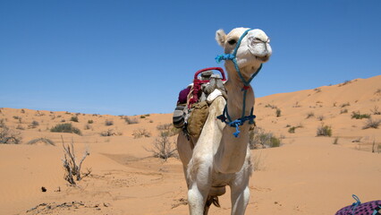 Dromedary camel (Camelus dromedarius) on a camel trek wearing a saddle in the Sahara Desert, outside of Douz, Tunisia