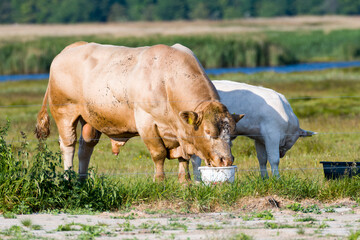 Uckermärker Rinder auf der Weide - 764167741