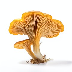 Chanterelle mushrooms isolated on white background - obrazy, fototapety, plakaty
