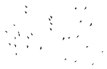bird - flock of birds silhouette isolated on white clear background	