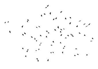 bird - flock of birds silhouette isolated on white clear background	