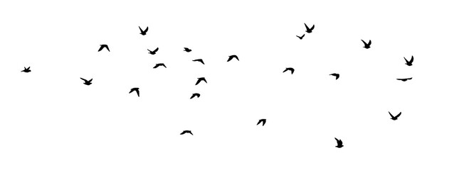 bird - flock of birds silhouette isolated on white clear background	