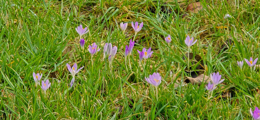 lila and white crocus flowers at spring in park