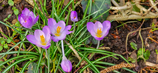 lila and white crocus flowers at spring in park