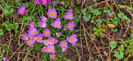 lila and white crocus flowers at spring in park