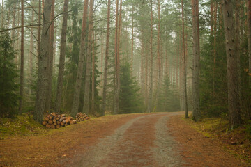 Lost in the Haze: A Road Through the Mystical Woods
